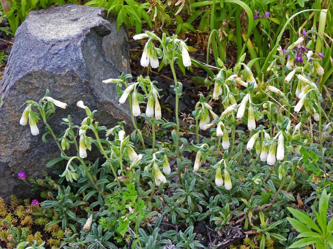 Onosma nana photo